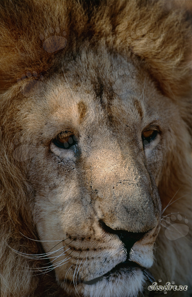 Ritratto di un maestoso leone berbero