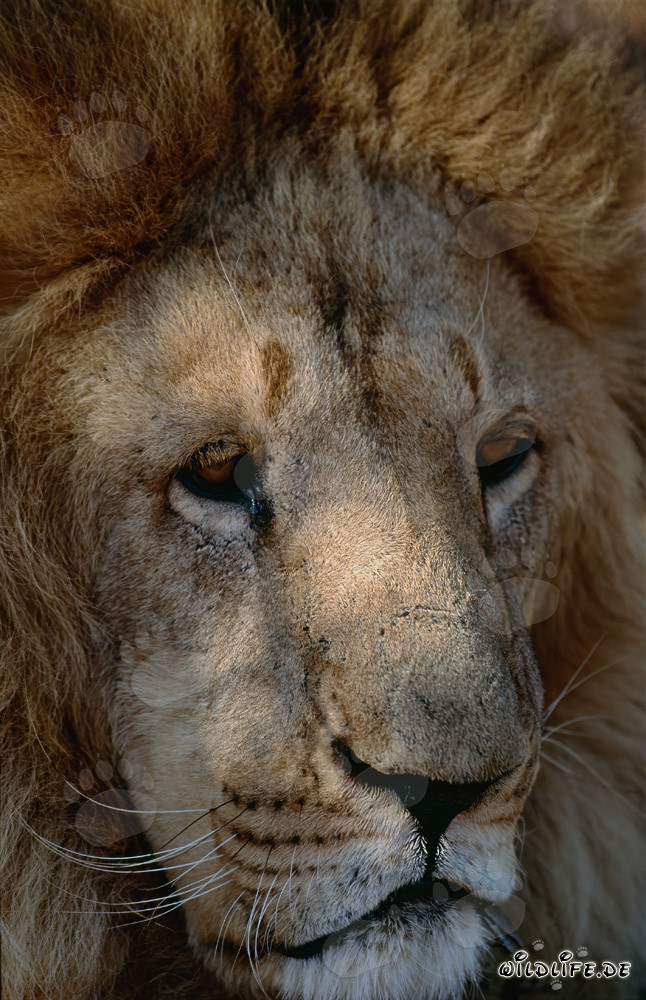 Portrait d'un majestueux lion berbère