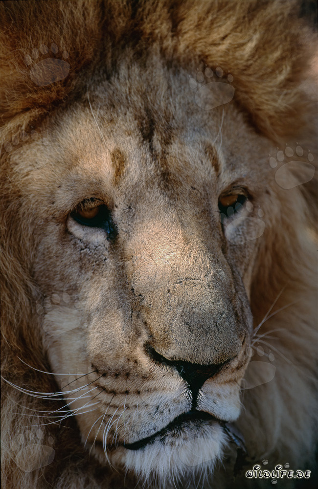 Detailed Barbary Lion Portrait - Majestic Big Cat from North Africa