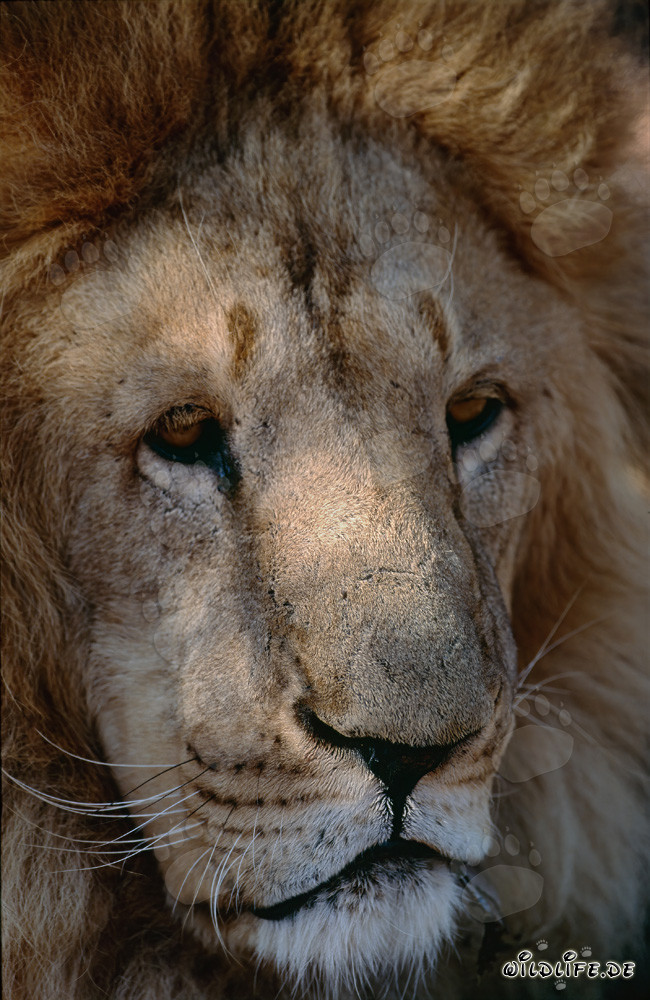 Detailreiches Barbary Lion Portrait - Majestätische Großkatze aus Nordafrika