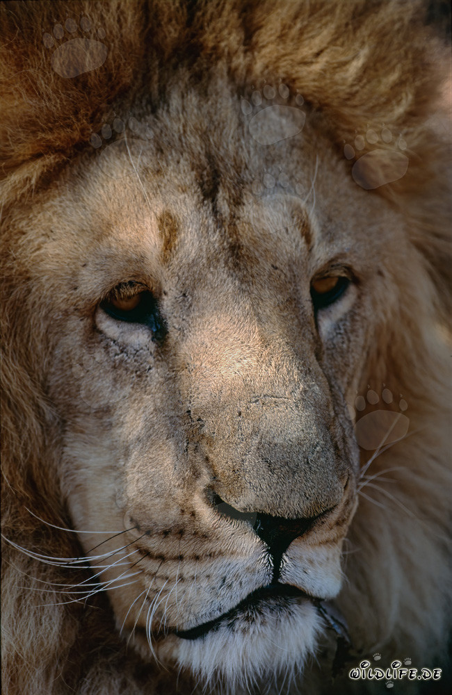 Retrato detallado del León de Berbería - Majestuoso gran felino del norte de África