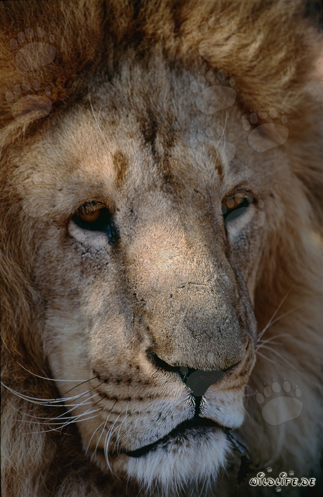 Ritratto dettagliato del Leone del Barbaro - Maestoso grande felino dell'Africa del Nord