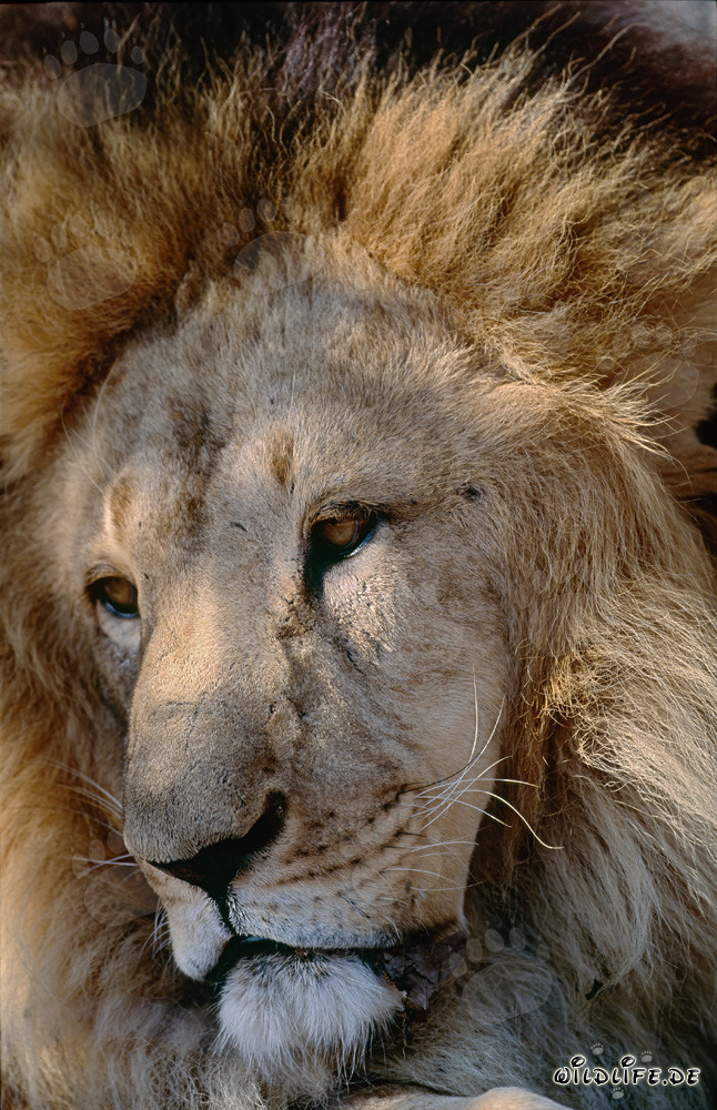 Portrait of a majestic Barbary Lion