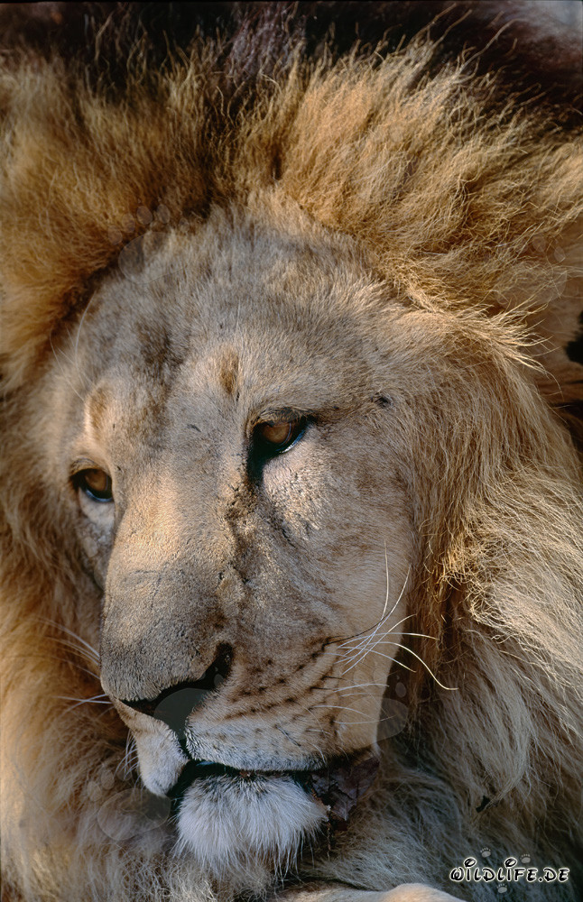 Ritratto di un maestoso leone berbero