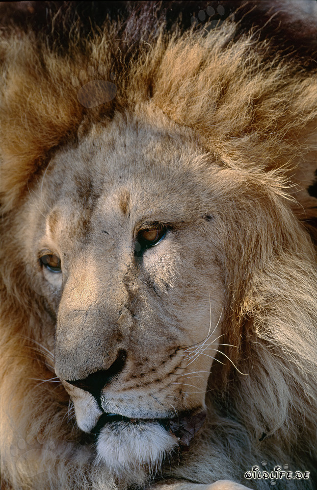 Portrait d'un lion berbère majestueux