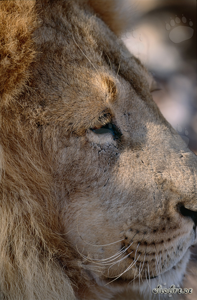 Majestic Barbary Lion Portrait from the Side
