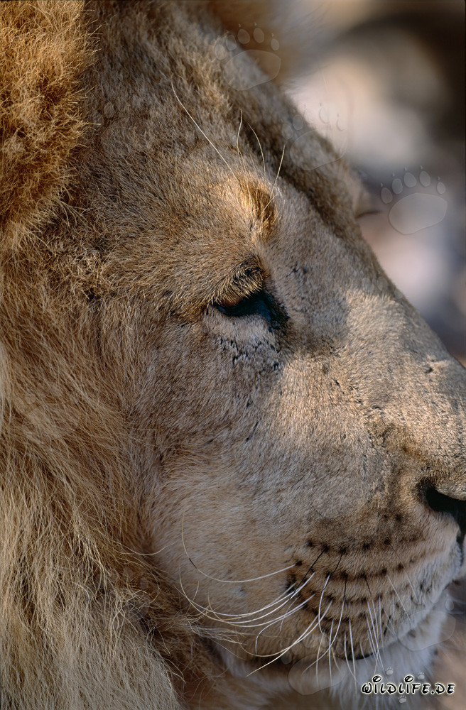 Ritratto maestoso della testa del leone berbero di lato