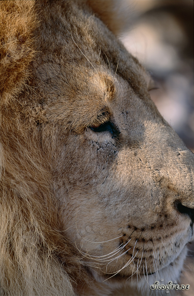 Portrait majestueux de tête de lion berbère de côté