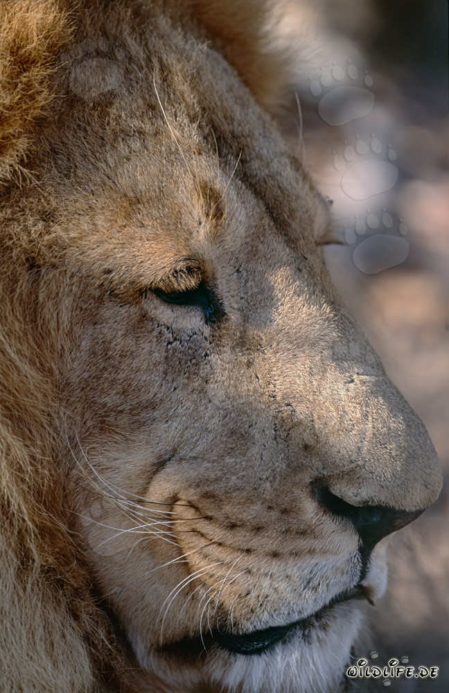 Close-up of a Berber lion's face from the side
