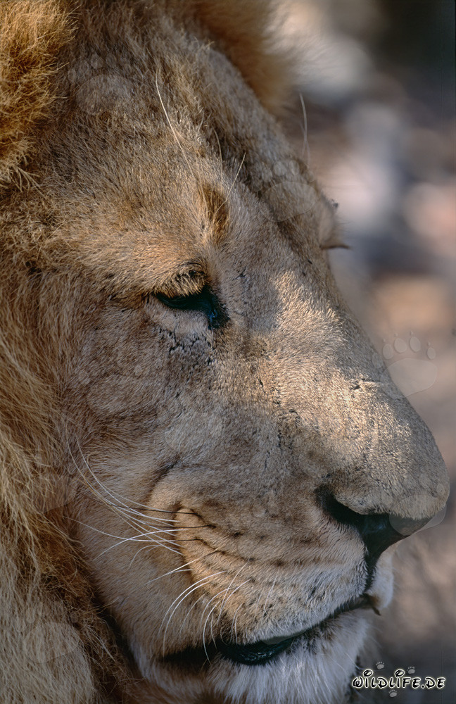 Portrait de profil d'un lion de l'Atlas berbère