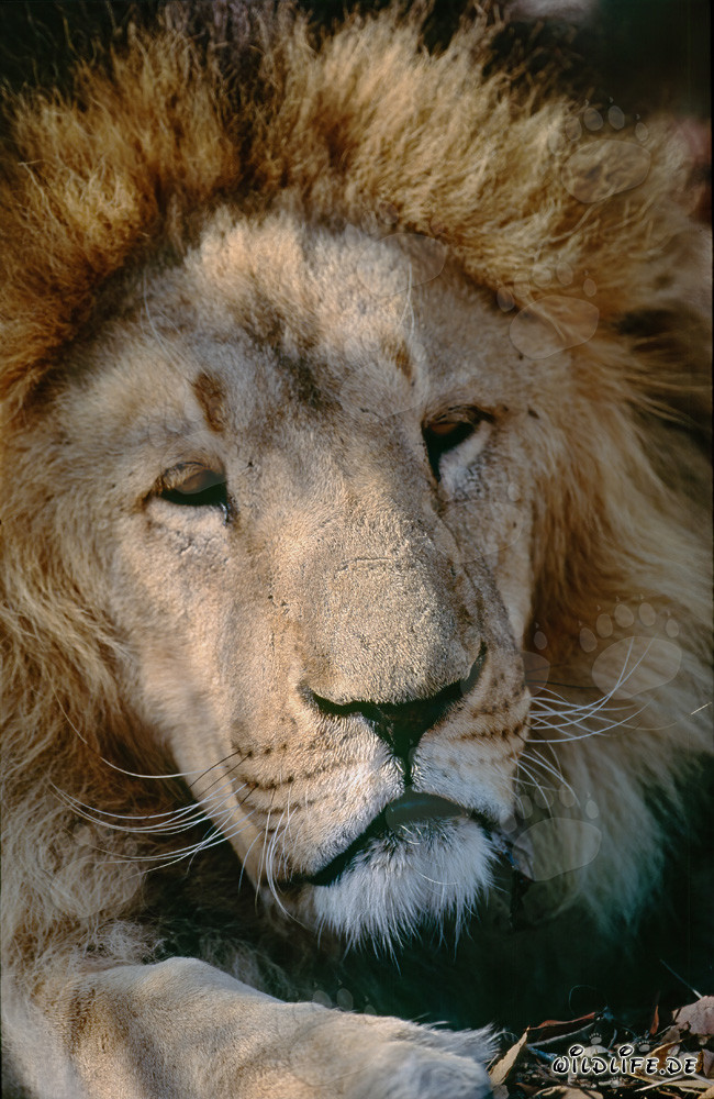 Barbary Lion Portrait
