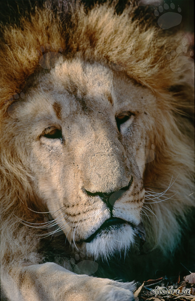 Fascinant Lion de l'Atlas