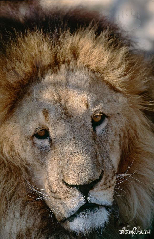 Fascinating portrait of a majestic Barbary lion