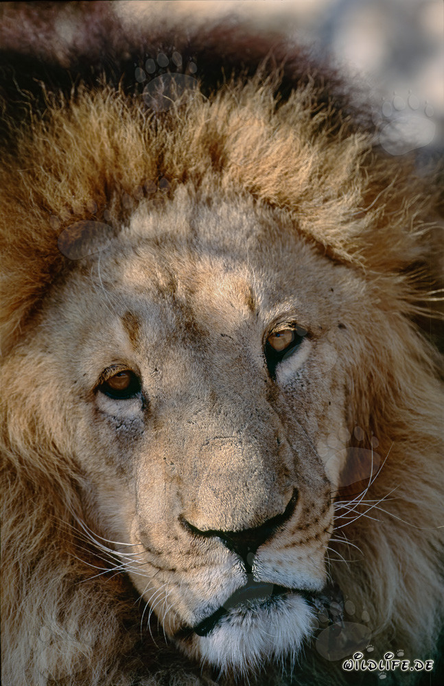 Ritratto affascinante di un maestoso leone berbero