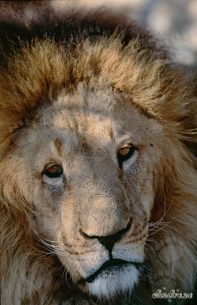 Portrait fascinant d'un majestueux lion berbère