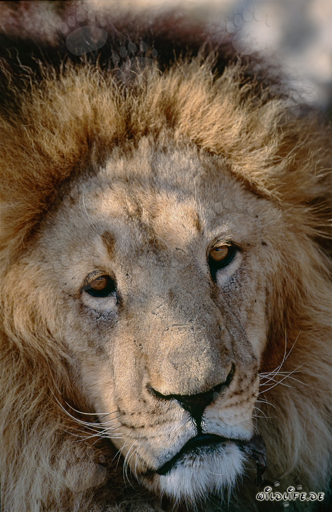 Impressive portrait of a Barbary Lion: Majestic big cat in focus