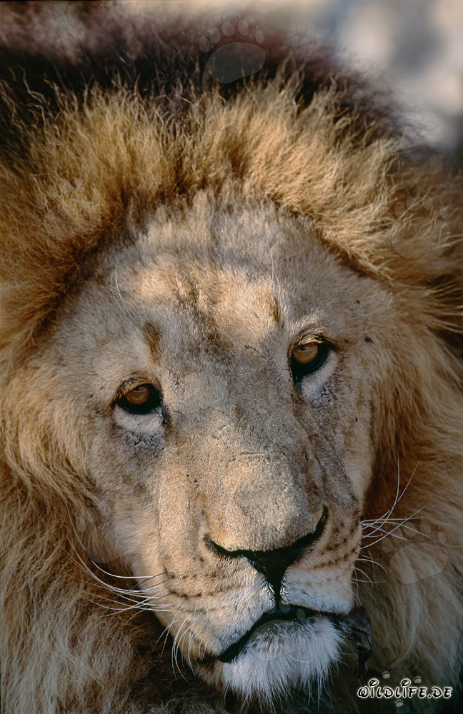 Retrato imponente de un león bereber: majestuoso felino en foco