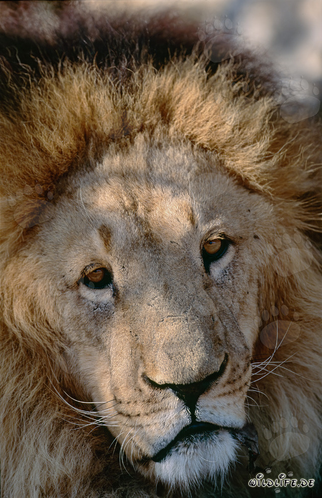 Portrait imposant d'un lion berbère : majestueux félin en focus