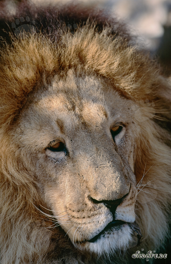 Majestic face of the Barbary Lion at Hoedspruit Research & Breeding Centre, South Africa