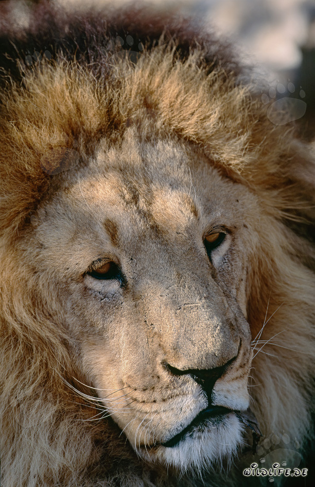 Imposantes Gesicht des Berberlöwen im Hoedspruit Research & Breeding Centre, Südafrika