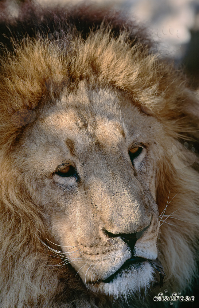 Retrato impresionante del león bereber en el Hoedspruit Research & Breeding Centre, Sudáfrica
