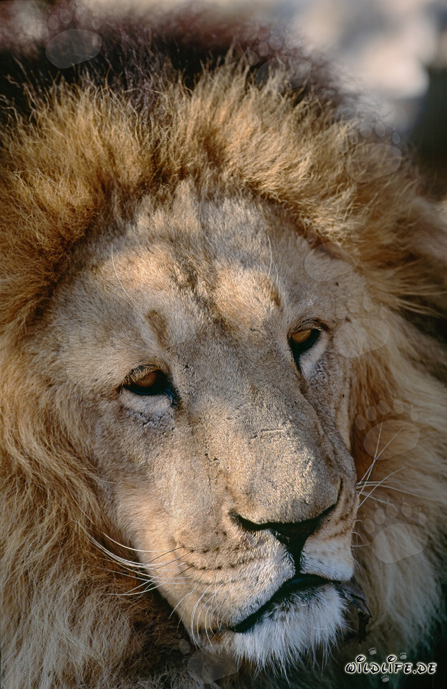 Portrait impressionnant du lion berbère au Hoedspruit Research & Breeding Centre, Afrique du Sud