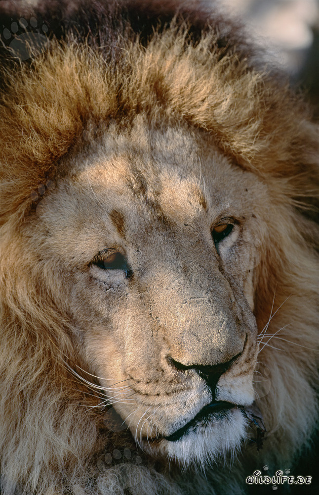 Fascinantes ojos de león bereber