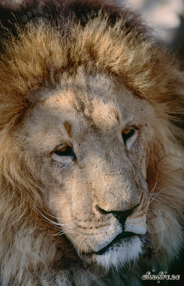 Yeux fascinants du lion de l'Atlas