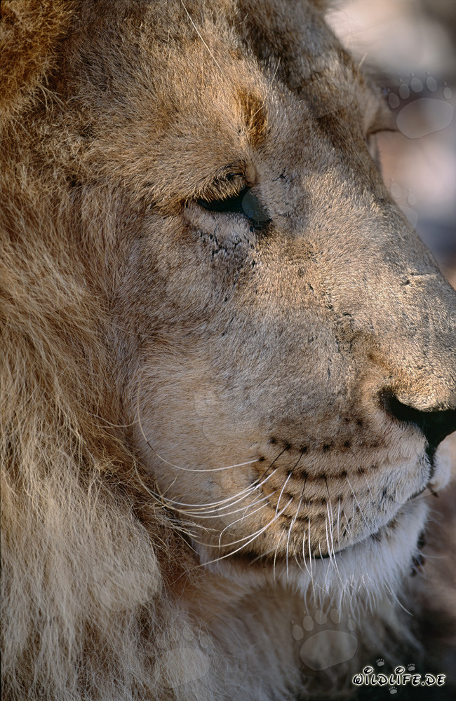 Majestic side portrait of a Barbary lion