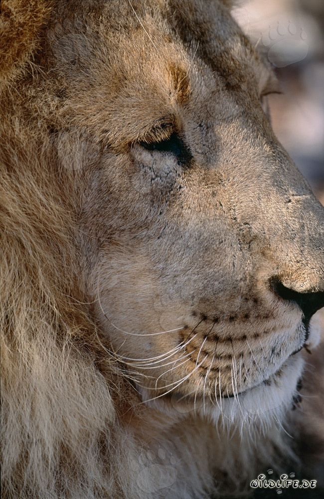 Retrato majestuoso de perfil de un león bereber
