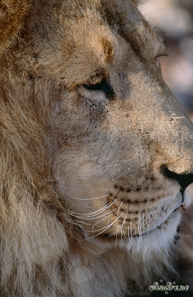 Ritratto maestoso di profilo di un leone berbero
