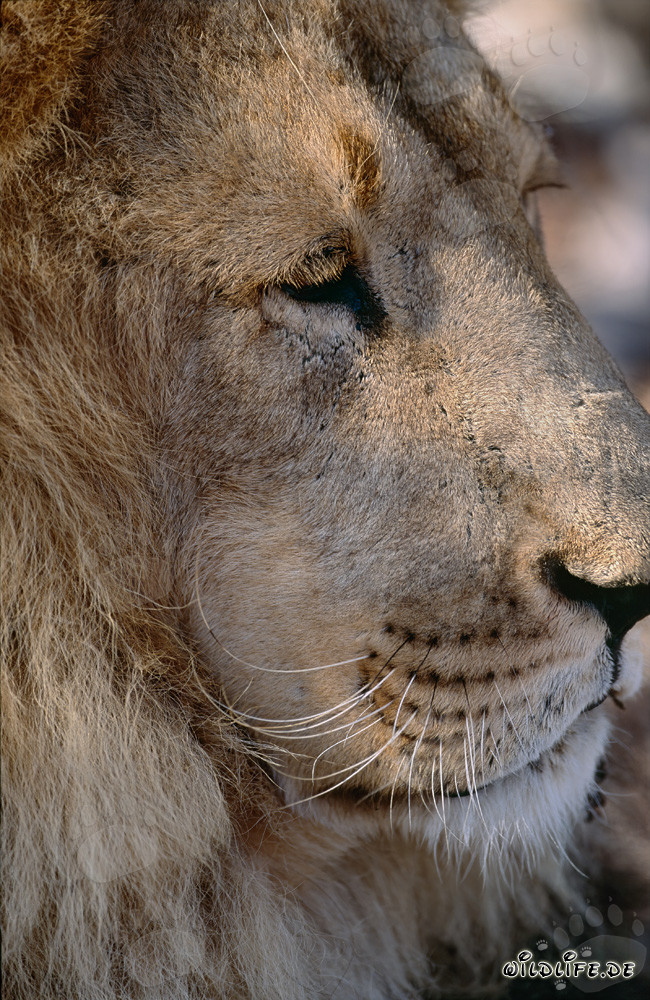 Portrait majestueux en profil d'un lion berbère