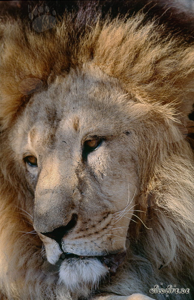 Fascinating face of the Barbary lion