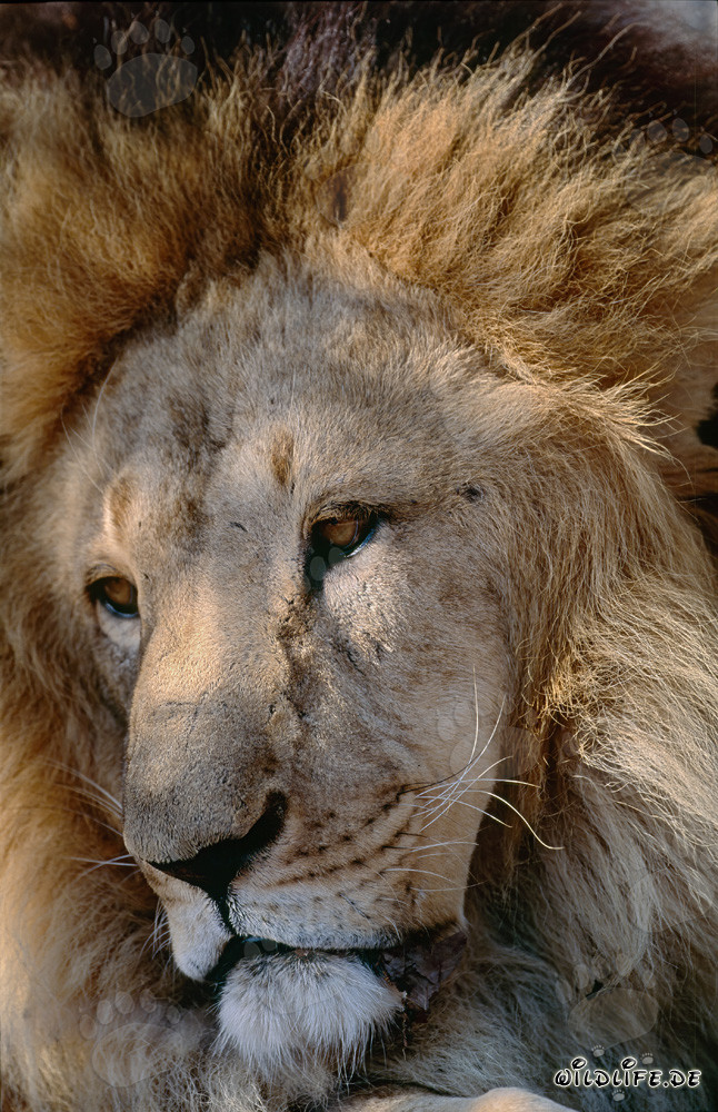Rostro fascinante del león bereber