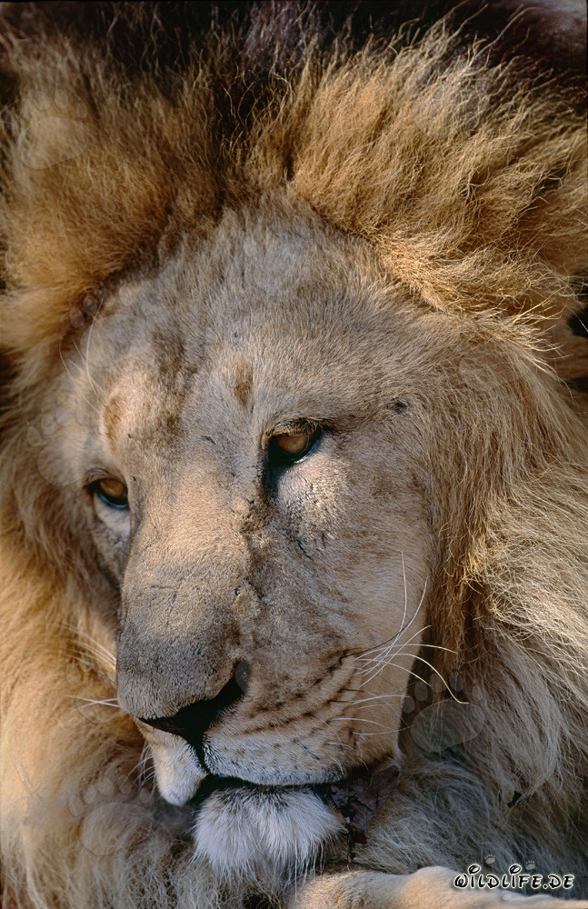 León del Atlas: Majestuosa cabeza de león con melena imponente