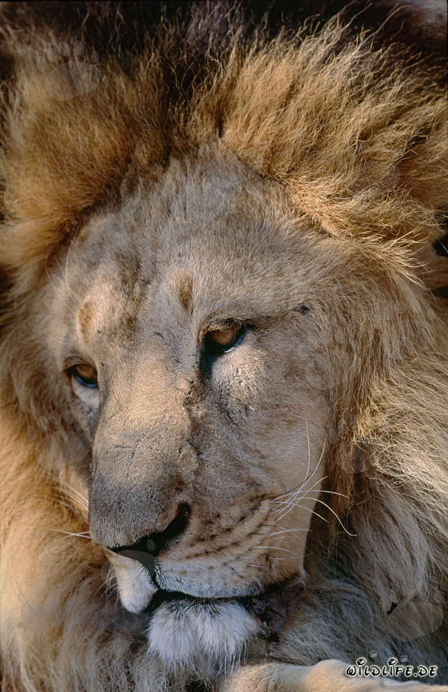 Leone dell'Atlante: Maestosa testa di leone con criniera imponente