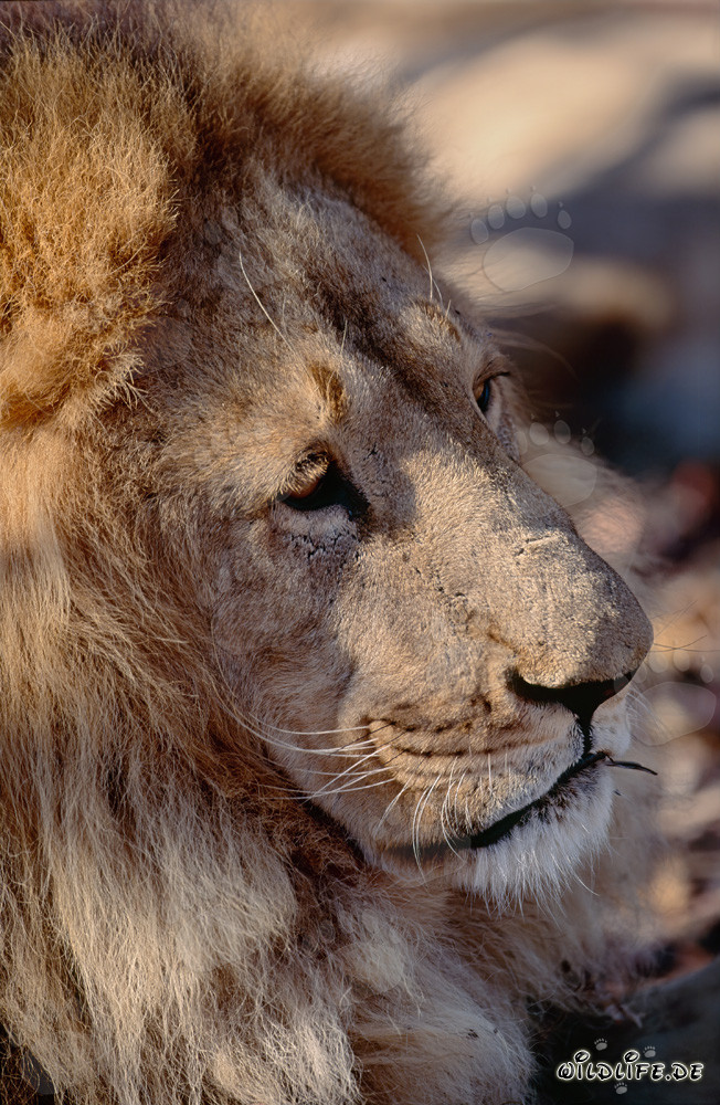 Fascinating head portrait of a Barbary lion