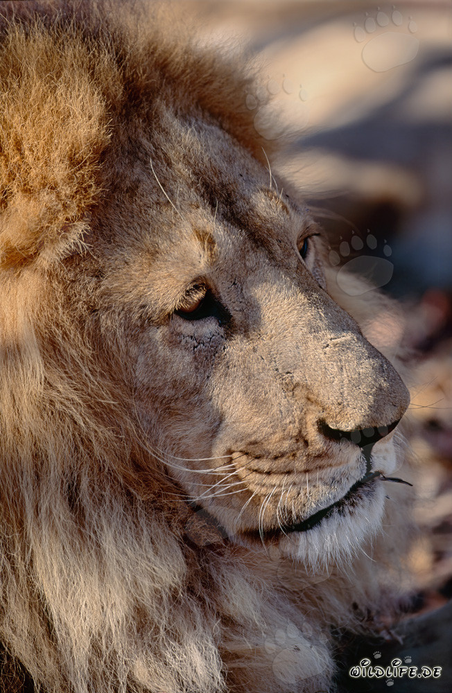 Retrato fascinante de un león bereber