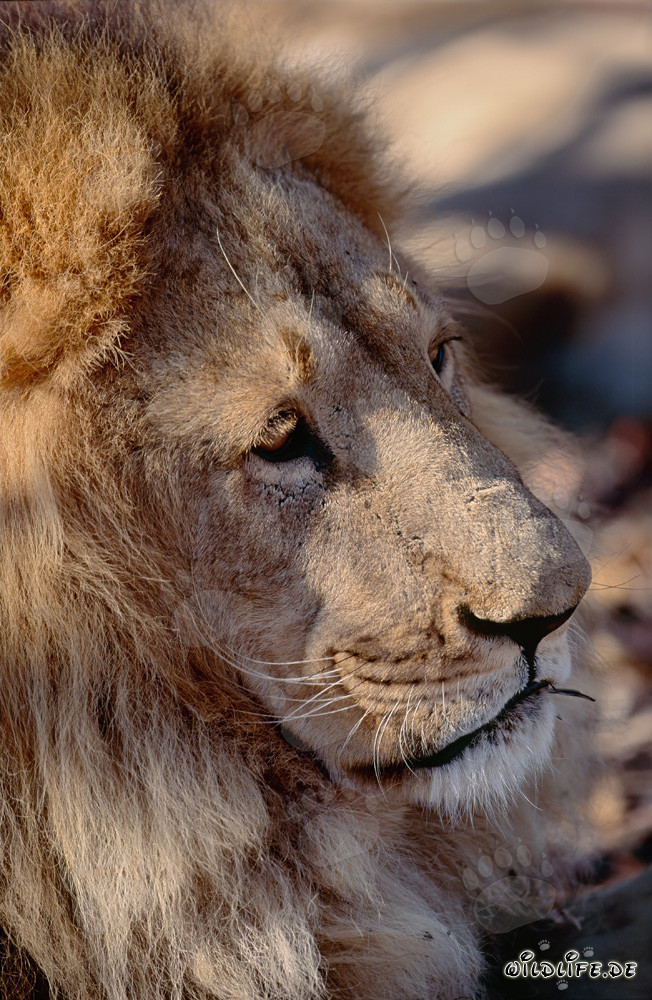Affascinante ritratto di un leone berbero
