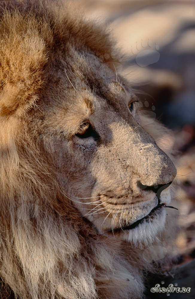 Portrait fascinant d'un lion berbère