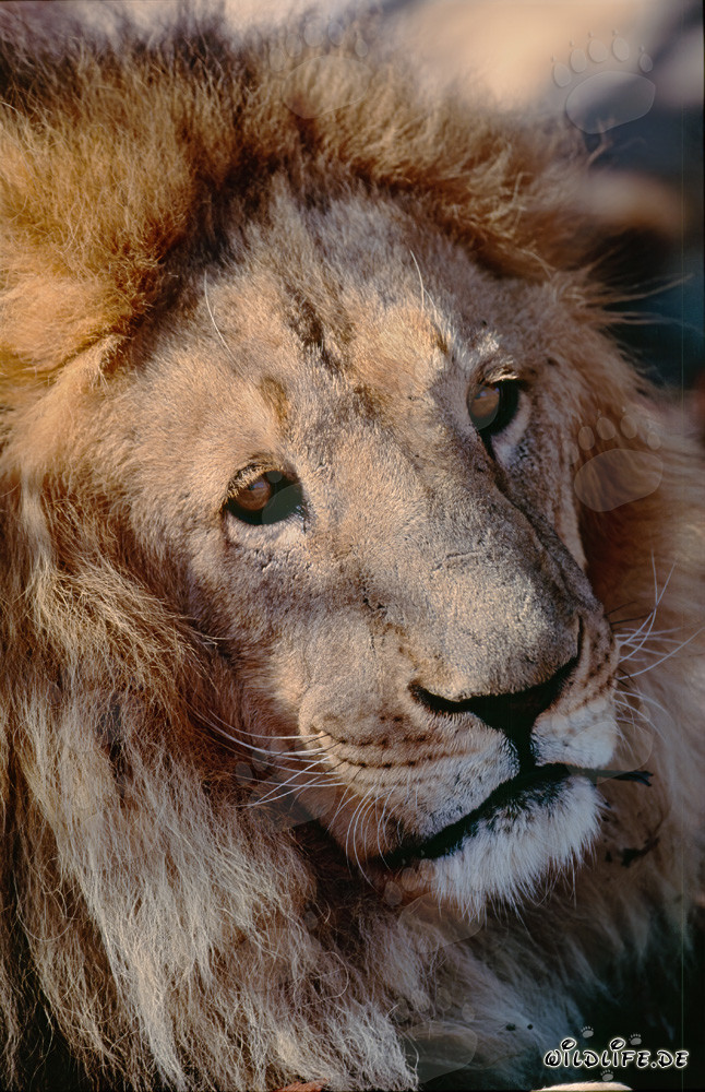 Retrato fascinante de un león bereber