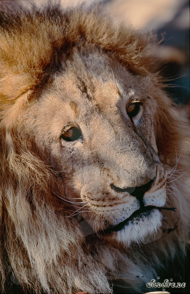 Ritratto affascinante di un leone berbero
