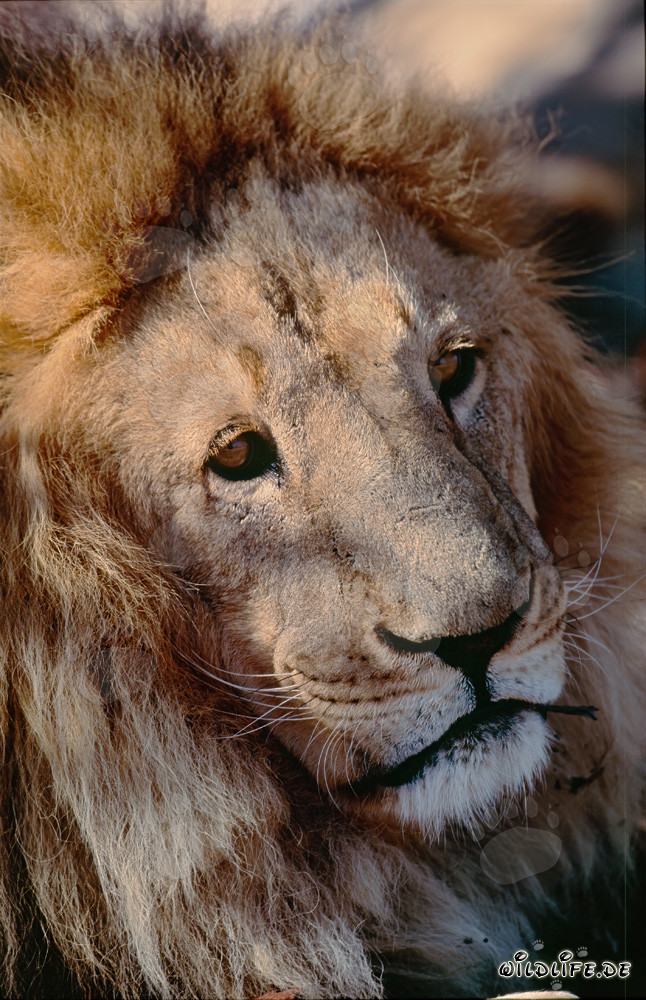 Portrait fascinant d'un lion berbère