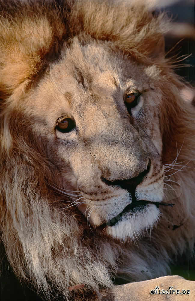 Fascinating portrait of a Barbary lion