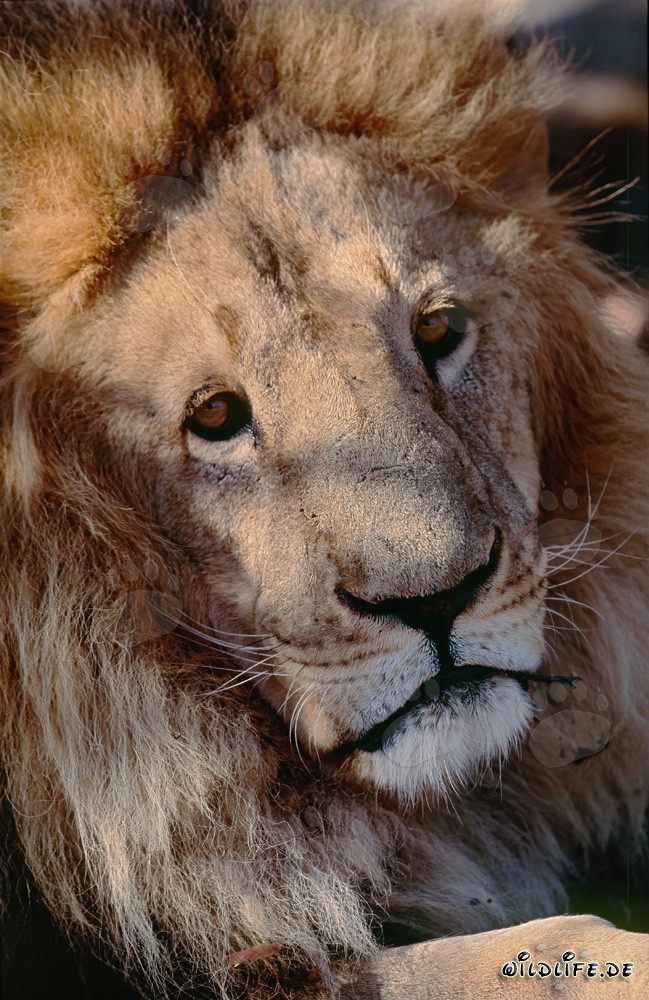 Faszinierendes Porträt eines Berberlöwen