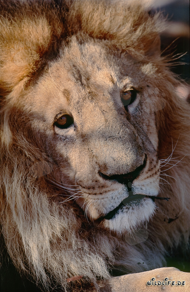 Portrait fascinant d'un lion berbère