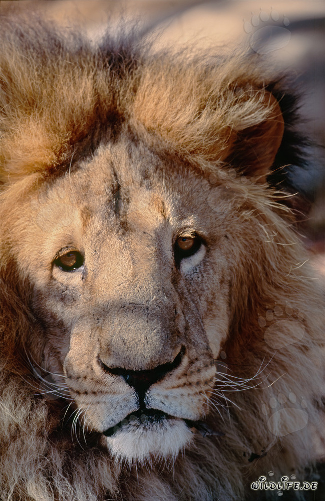 Majestic Barbary Lion in Captivity