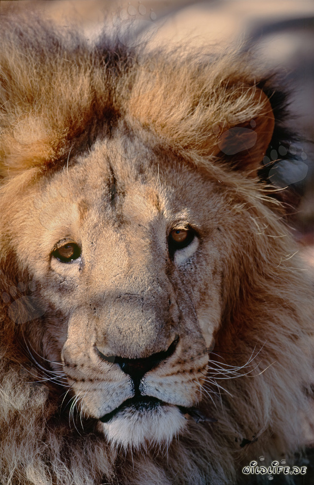 Majestätischer Berberlöwe in Gefangenschaft