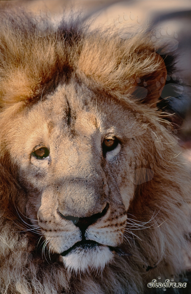 Maestoso leone berbero in cattività