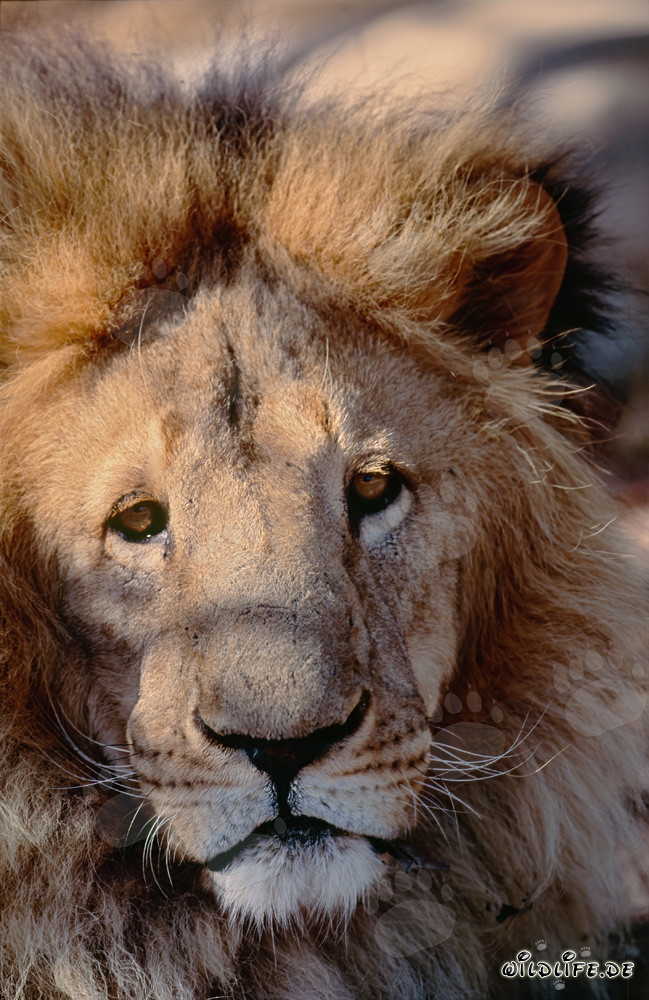 Lion berbère majestueux en captivité